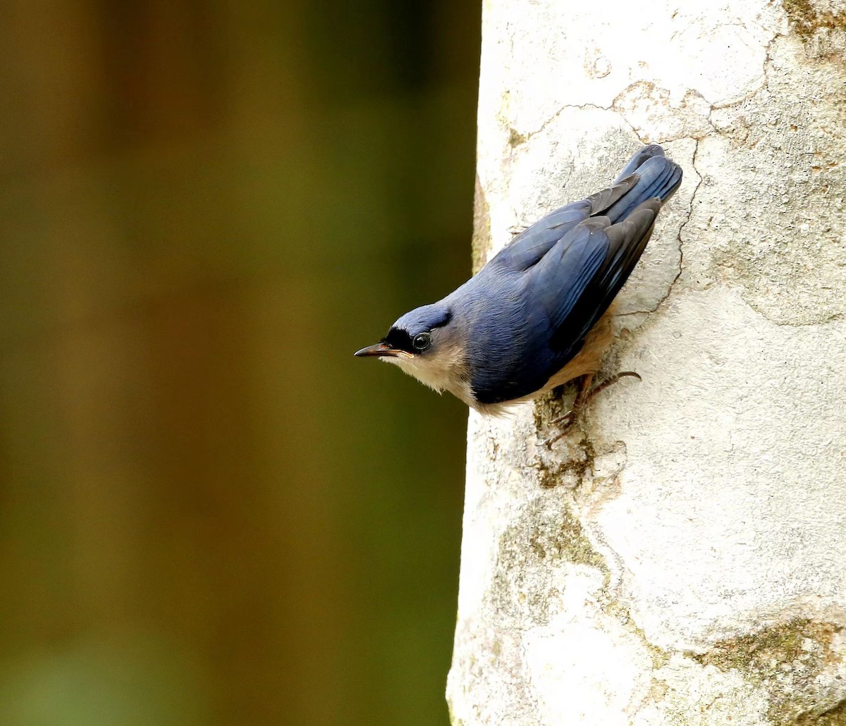 Velvet-fronted Nuthatch - ML567254451