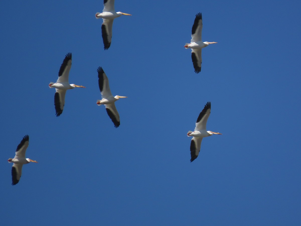 American White Pelican - ML567254691