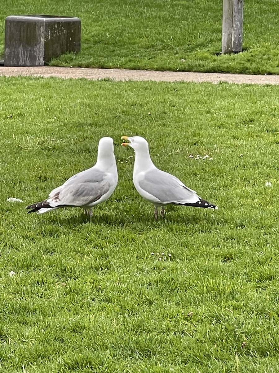 Herring Gull - Lehman Ellis