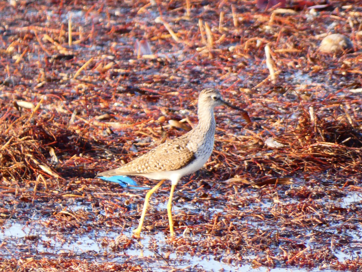 Lesser Yellowlegs - ML567254921