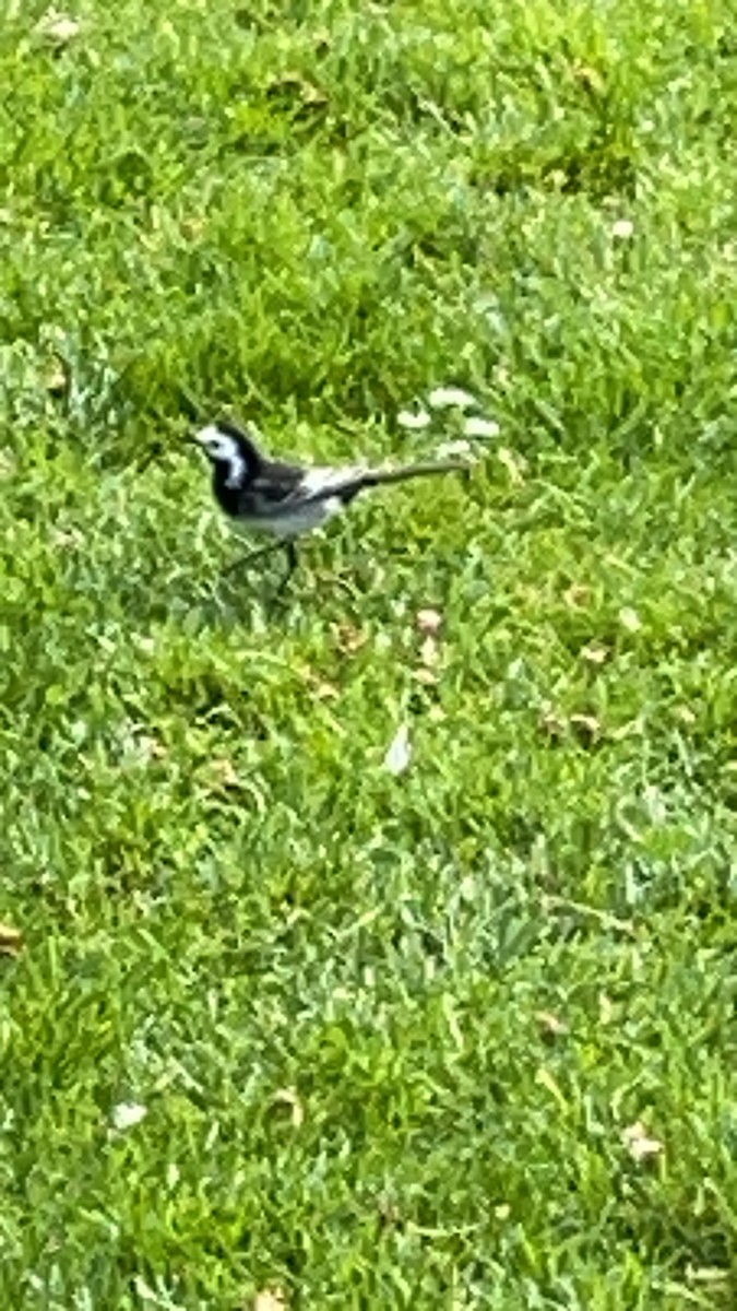 White Wagtail - Lehman Ellis