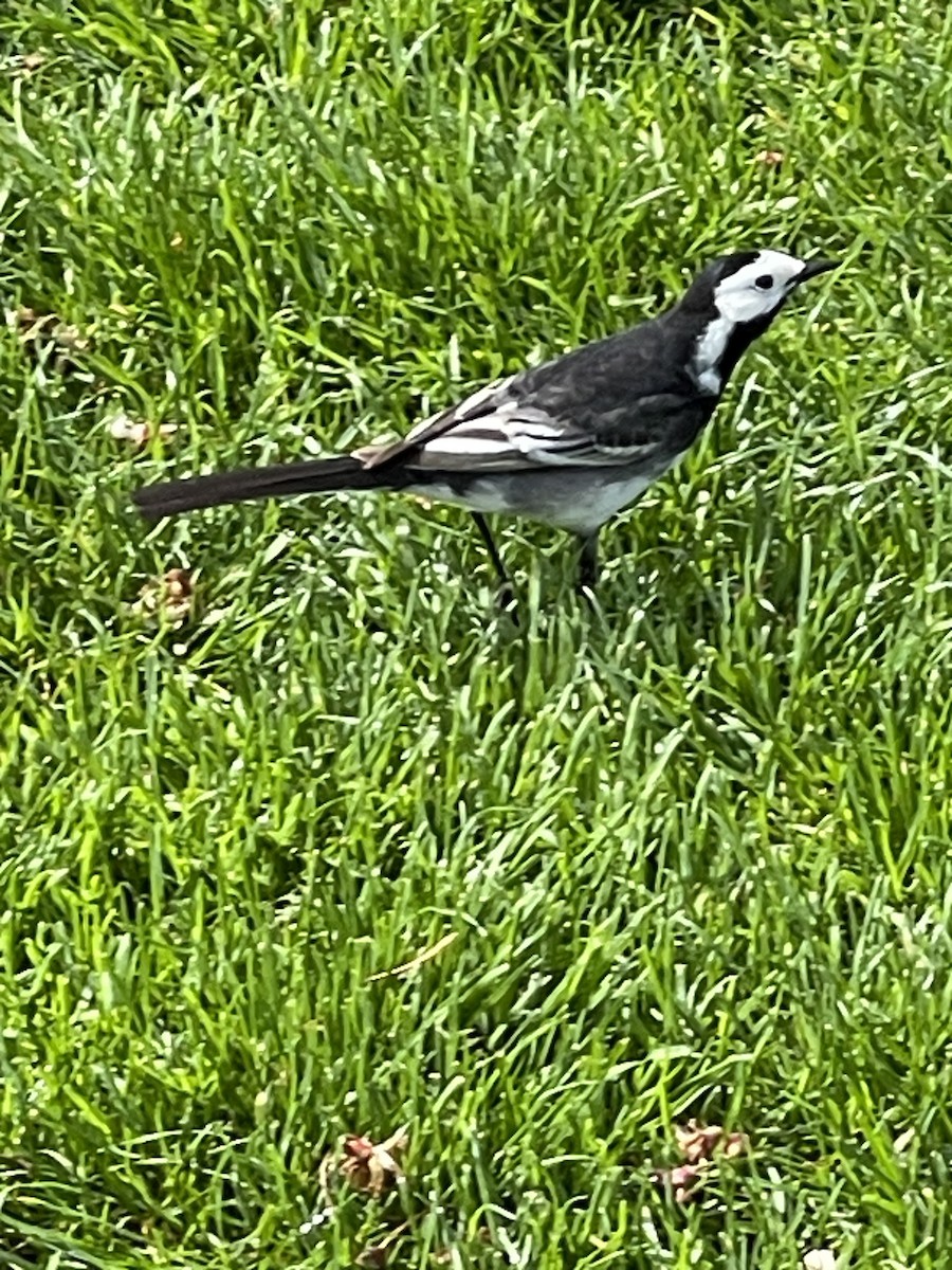 White Wagtail - ML567255061