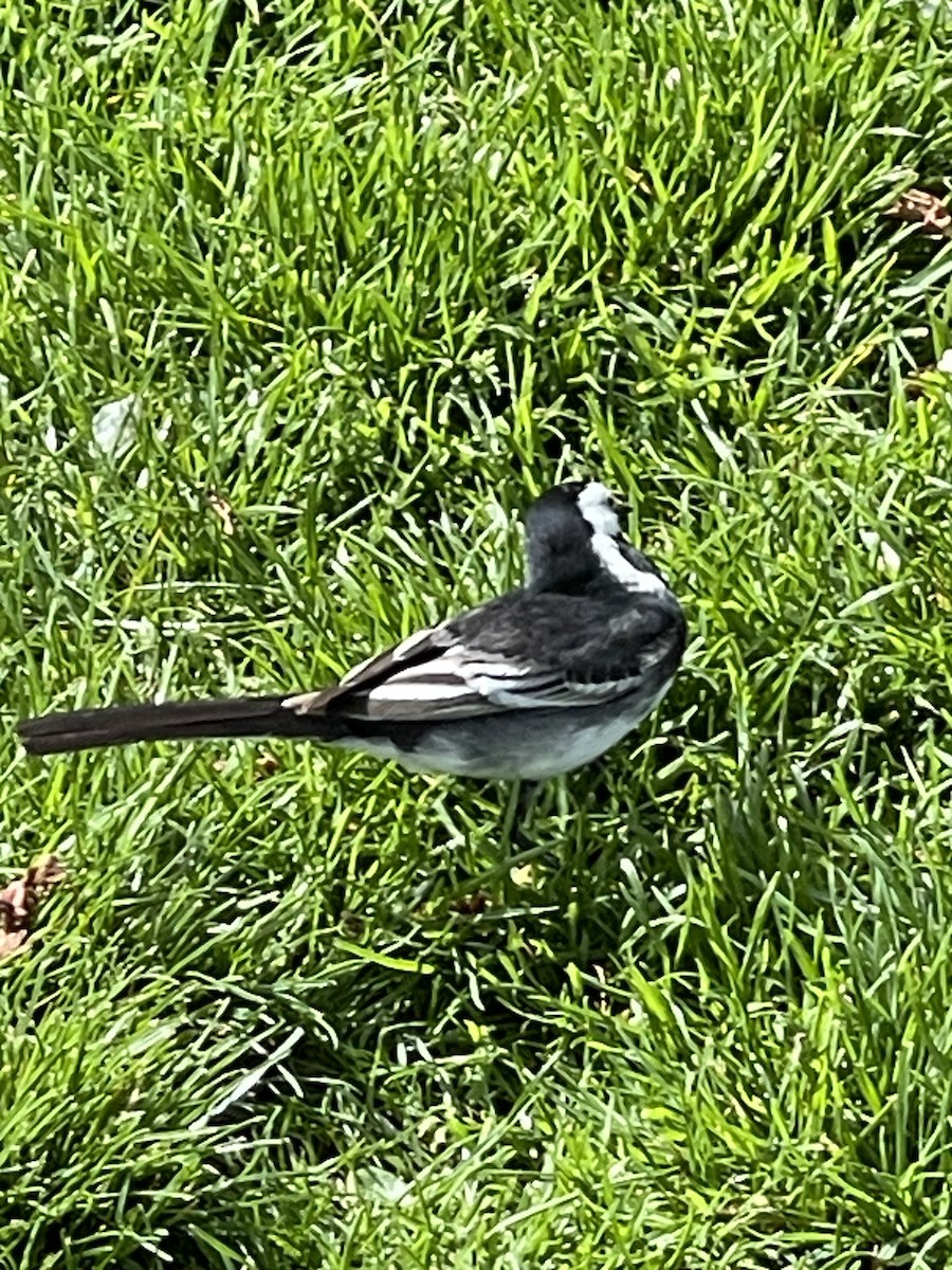 White Wagtail - ML567255071