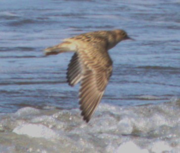 Buff-breasted Sandpiper - ML567256641