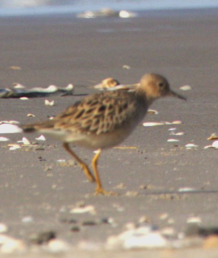 Buff-breasted Sandpiper - David Muth