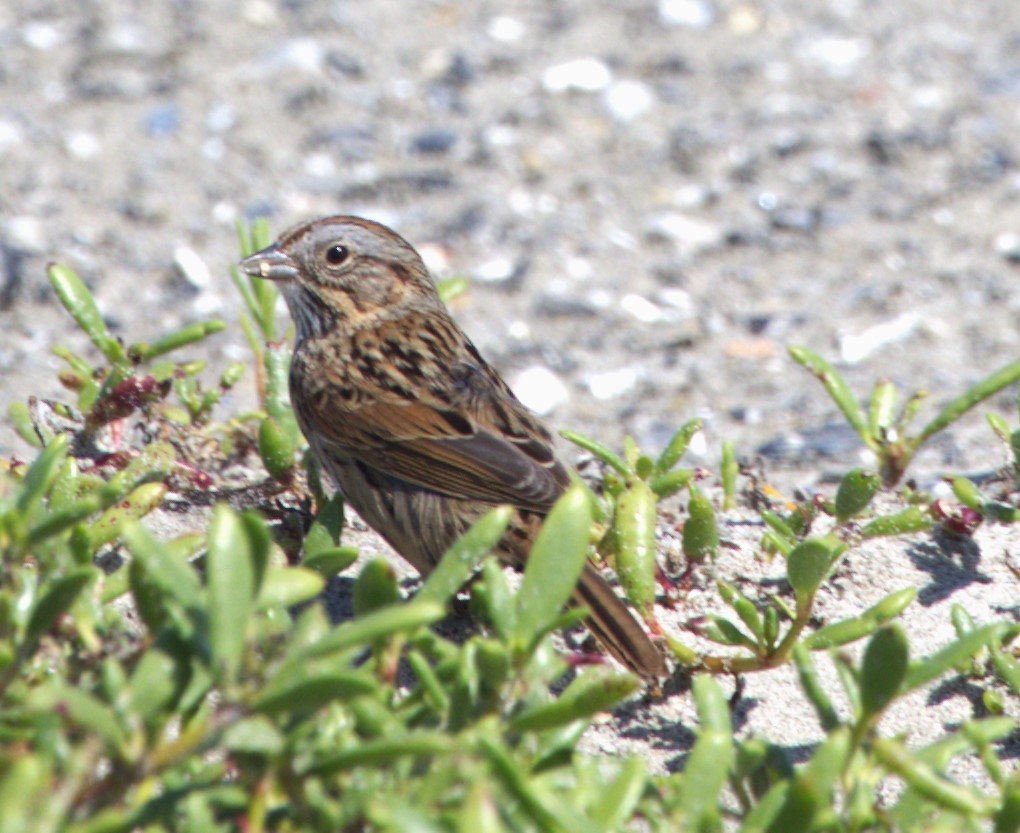 Lincoln's Sparrow - David Muth