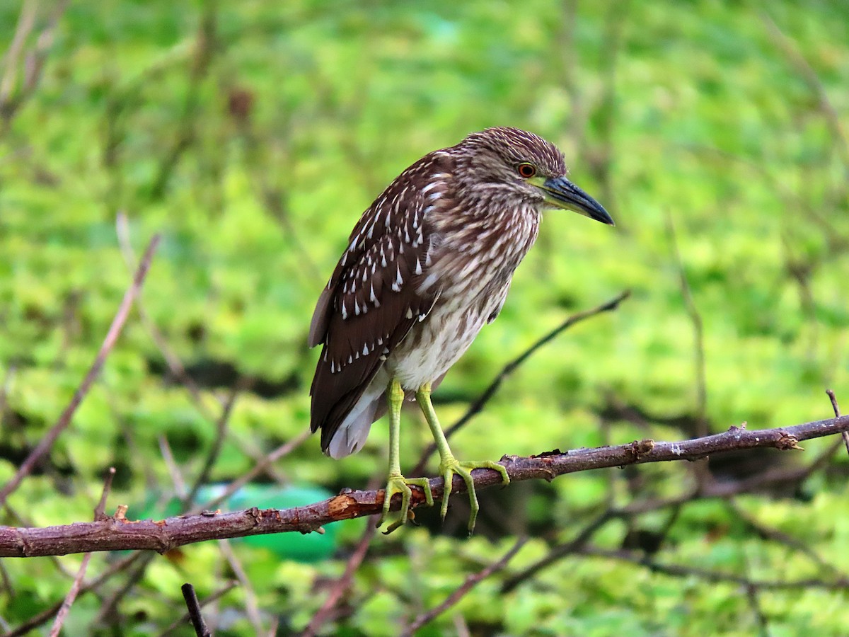 Black-crowned Night Heron - ML567257431