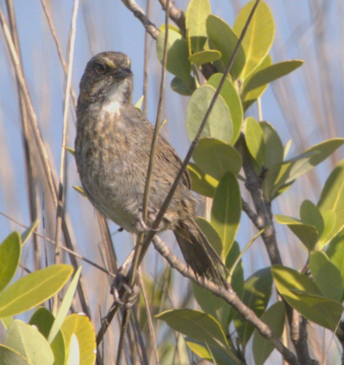 Seaside Sparrow - ML567257471