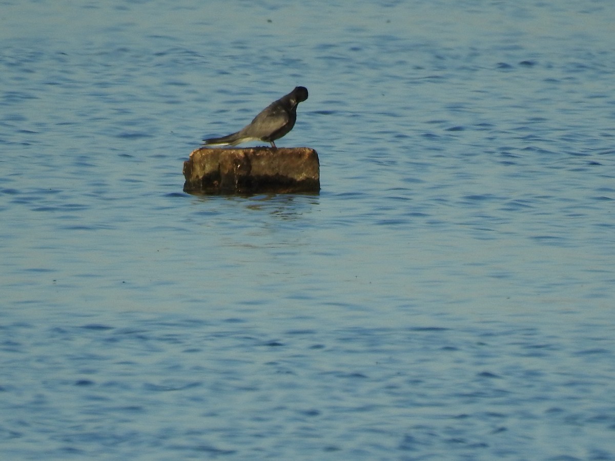 Black Tern - ML567257701