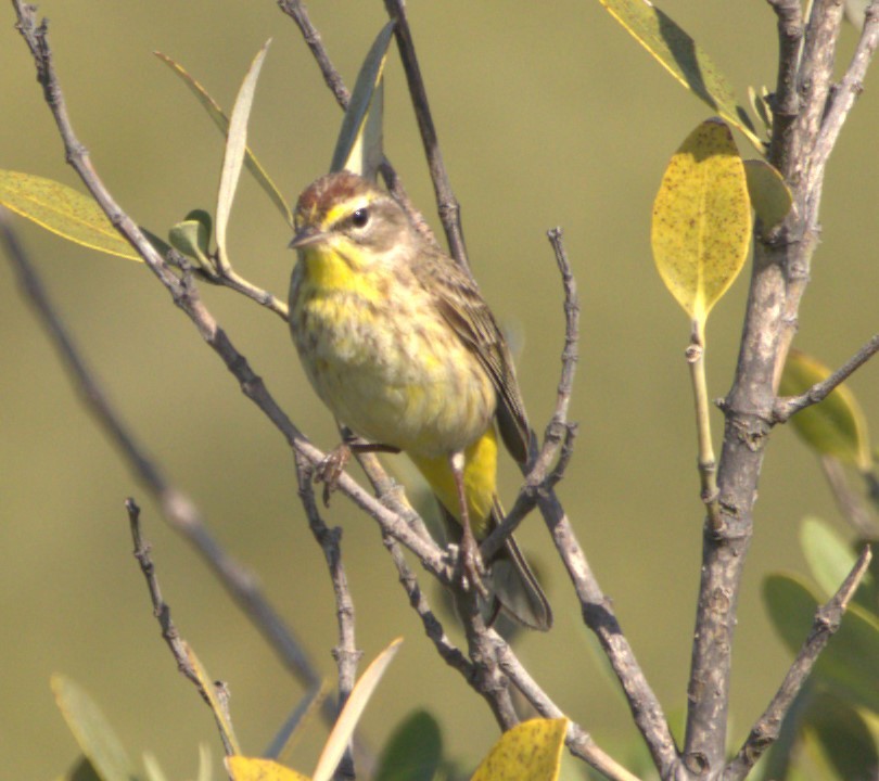 Palm Warbler (Western) - David Muth