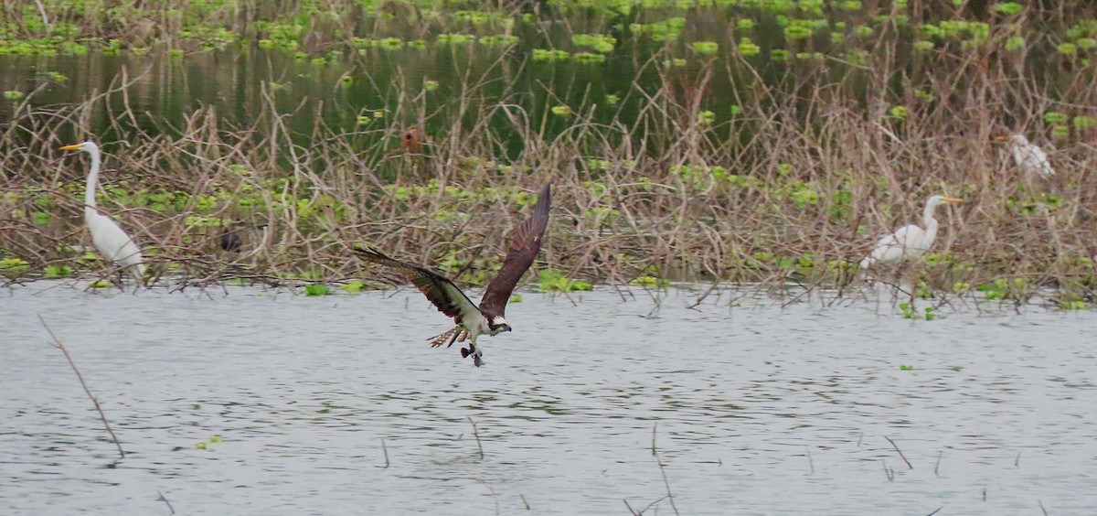 Osprey - ML567257931