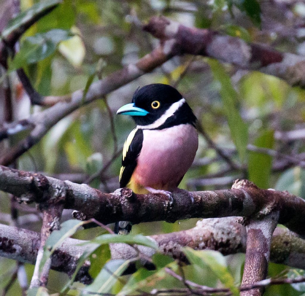 Black-and-yellow Broadbill - ML56725831