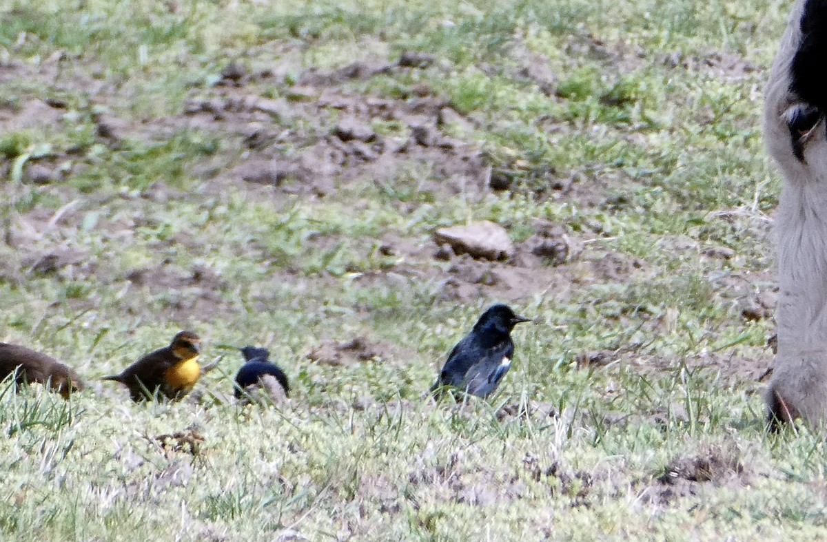 Tricolored Blackbird - ML567258401