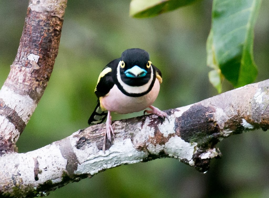 Black-and-yellow Broadbill - ML56725841