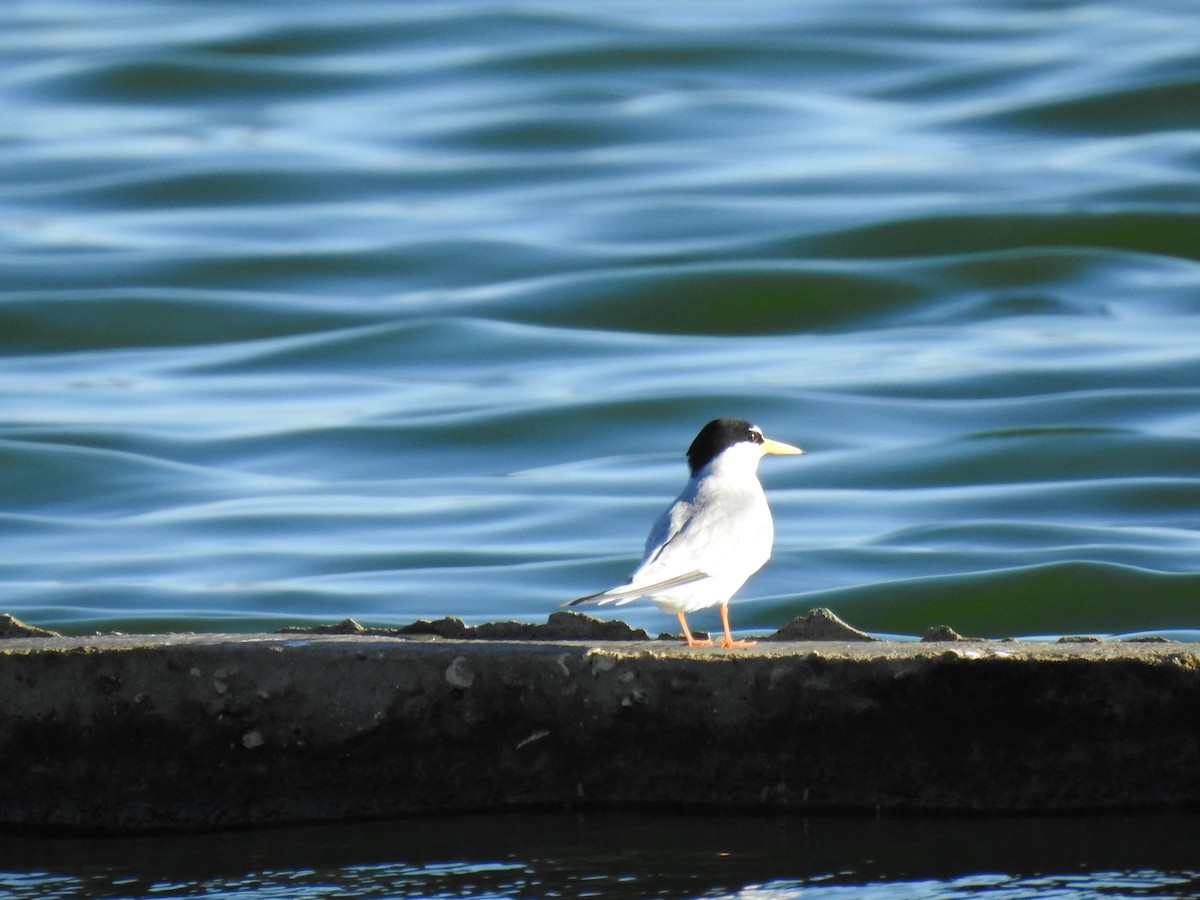 Little Tern - ML567258481