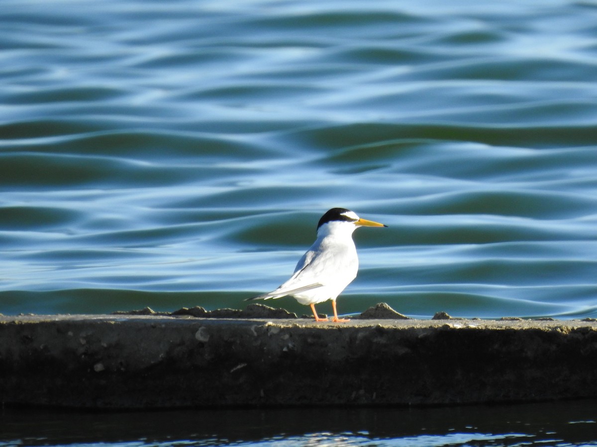 Little Tern - ML567258501