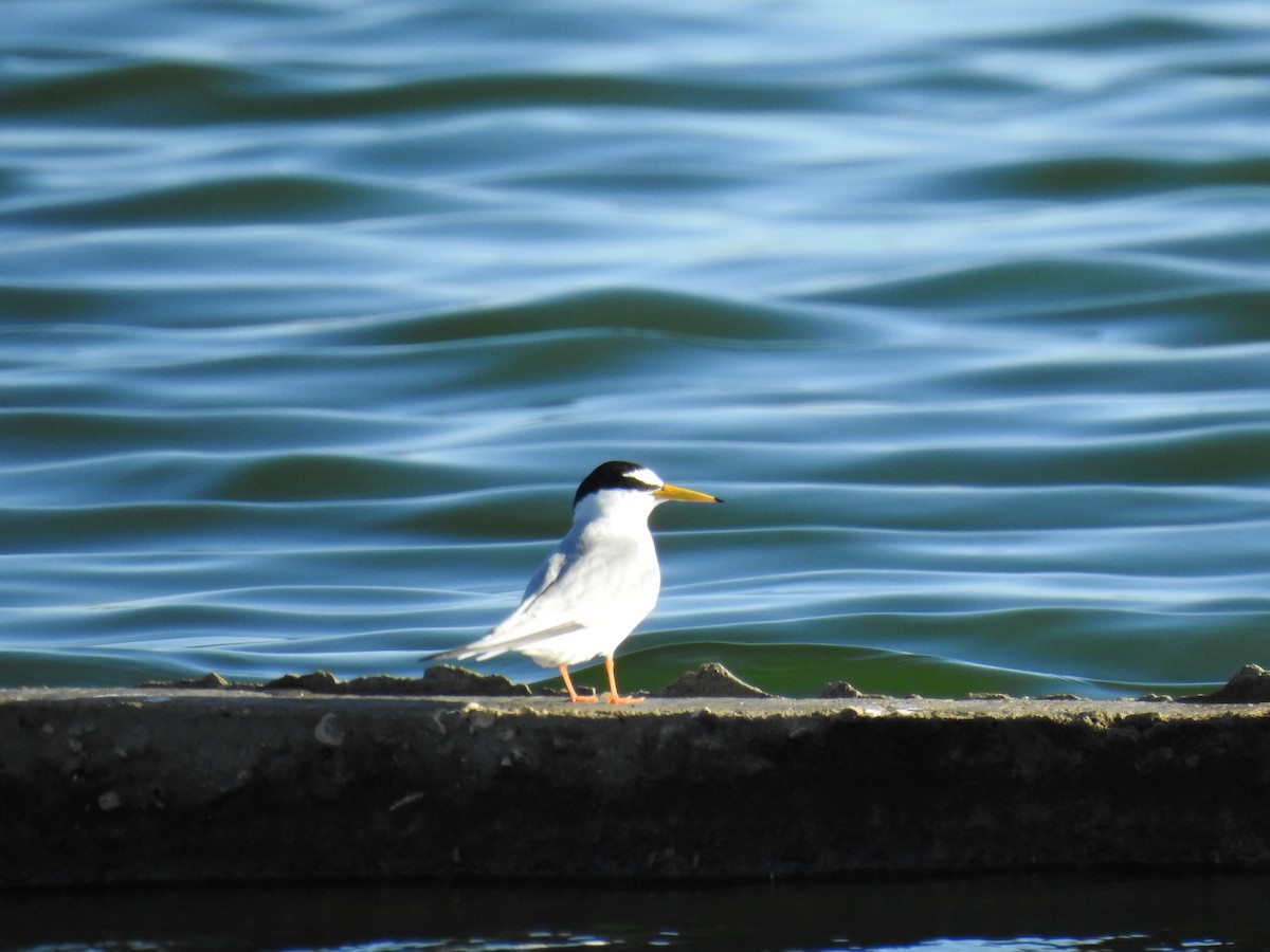 Little Tern - ML567258511