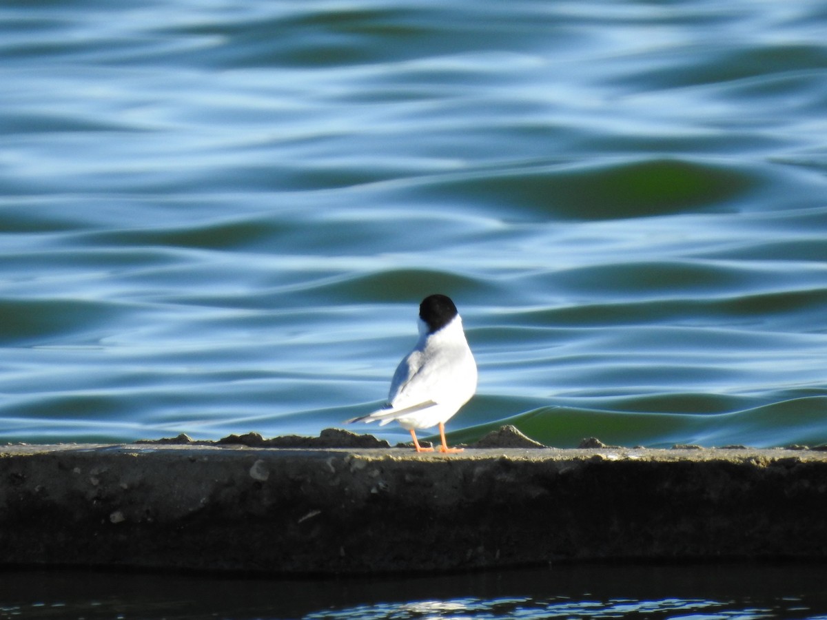 Little Tern - ML567258521