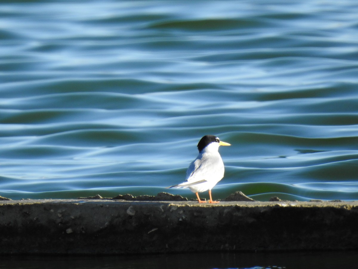 Little Tern - ML567258531