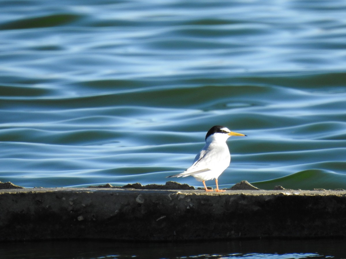 Little Tern - ML567258541