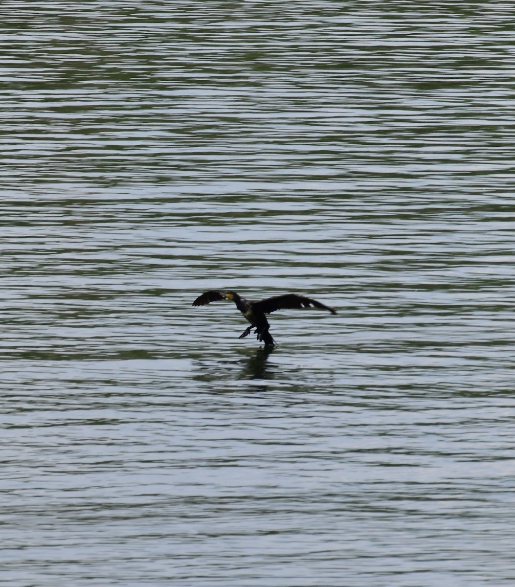 Great Cormorant - ML567258621