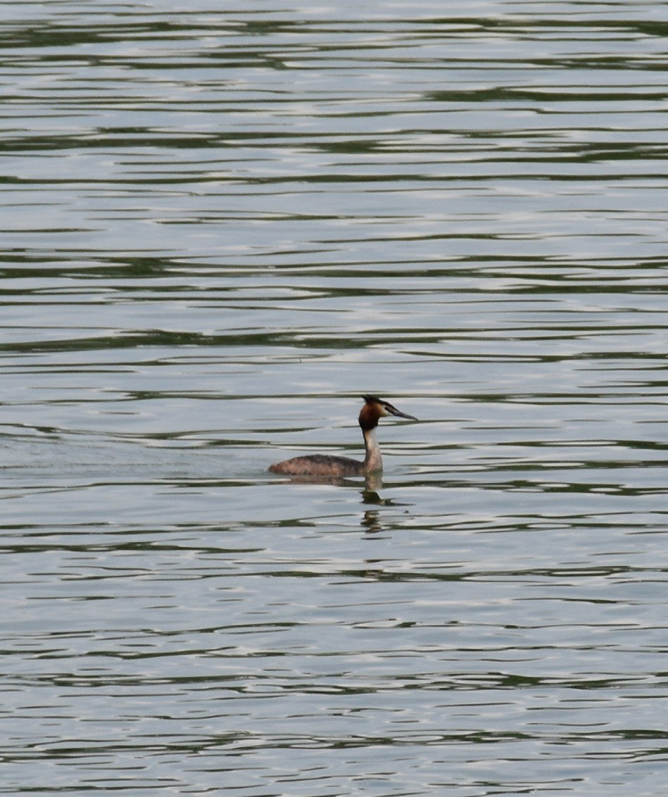 Great Crested Grebe - ML567258921