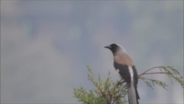 Gray Treepie - ML567258991