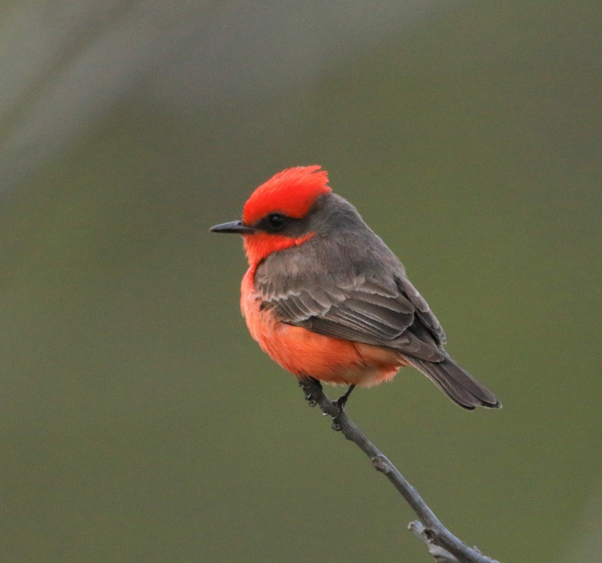 Vermilion Flycatcher - Sue Keener