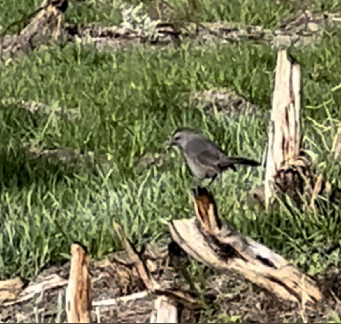 Pájaro Gato Gris - ML567259221