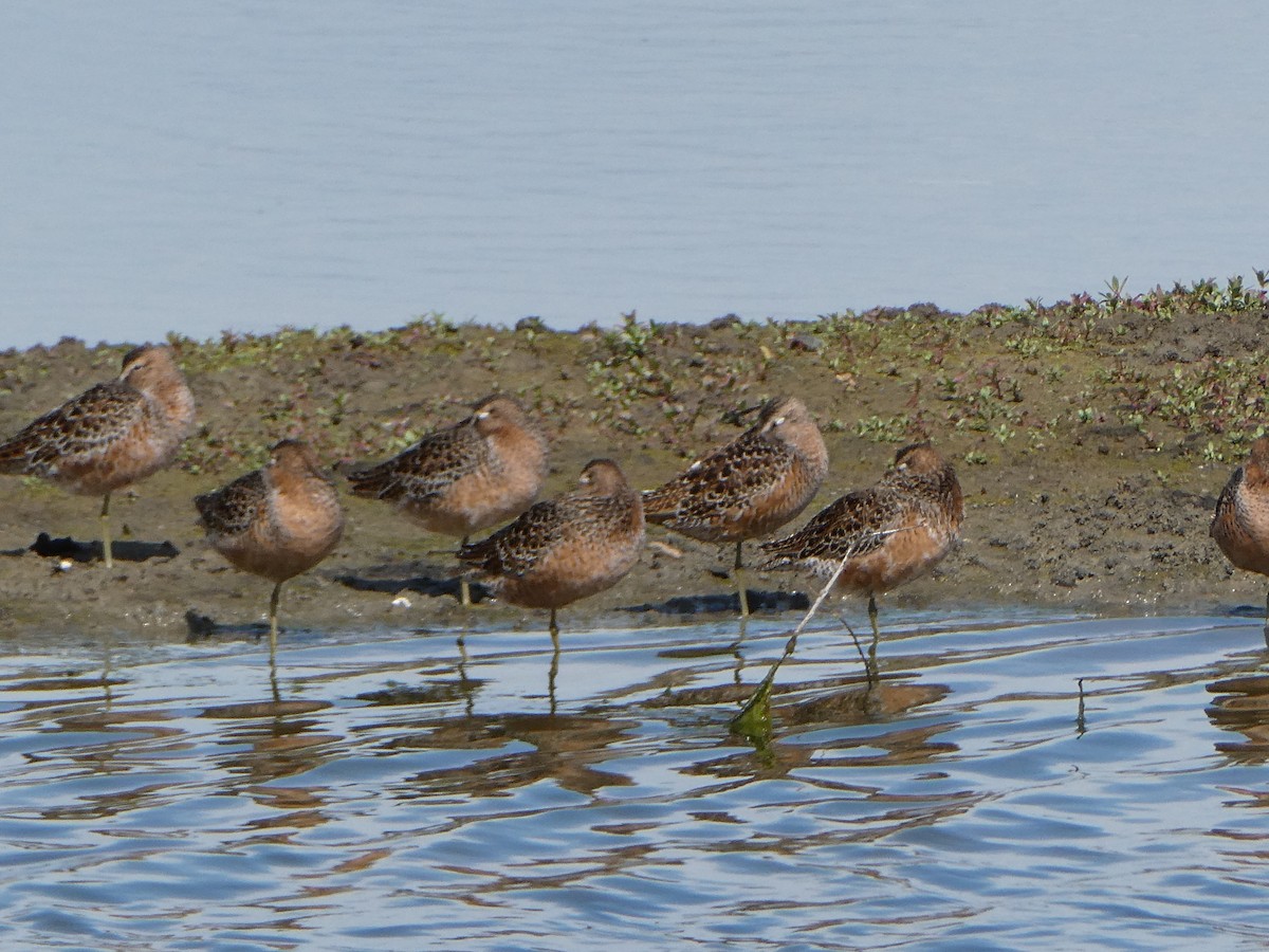 Long-billed Dowitcher - ML567259651