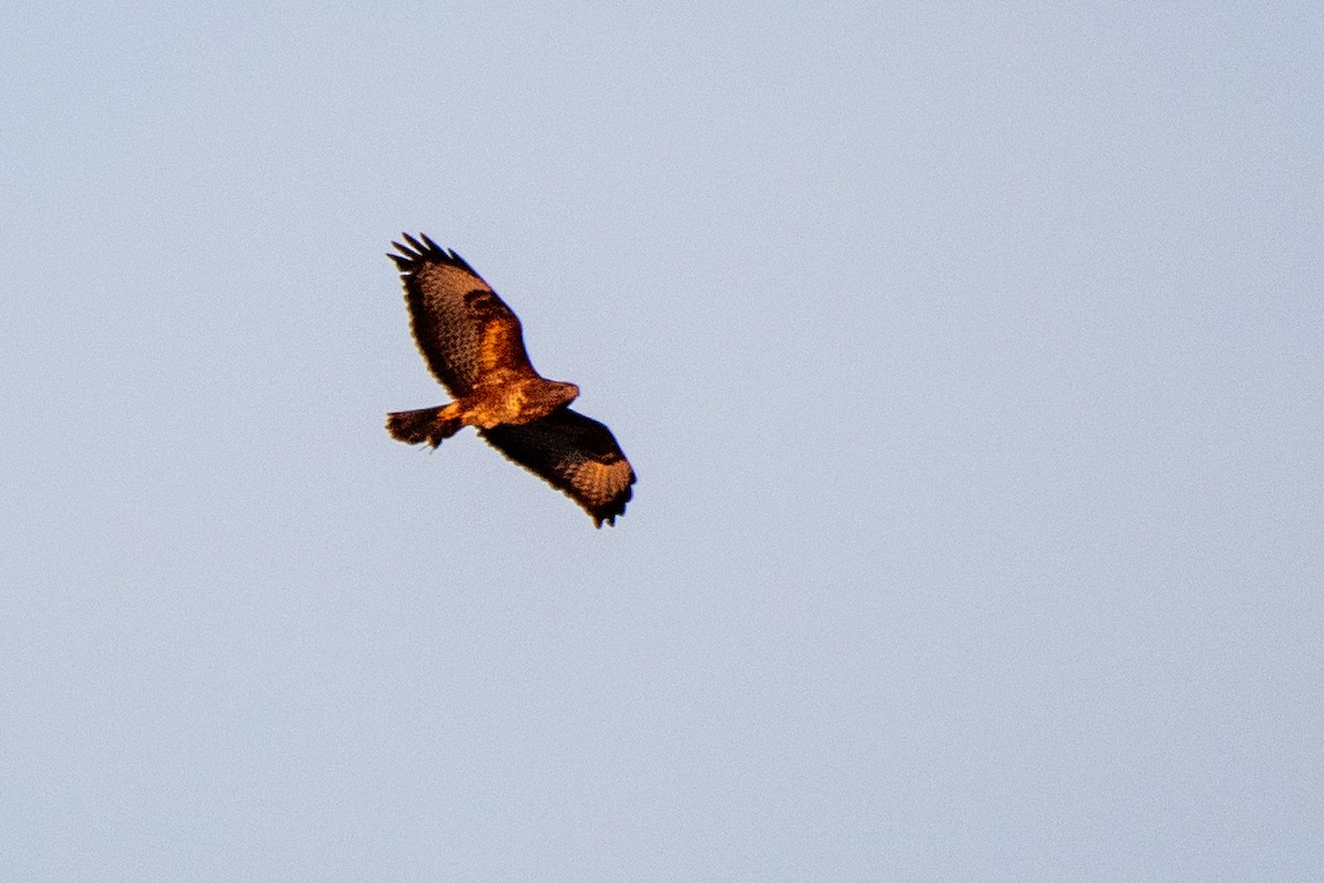 Common Buzzard - Bill Tollefson