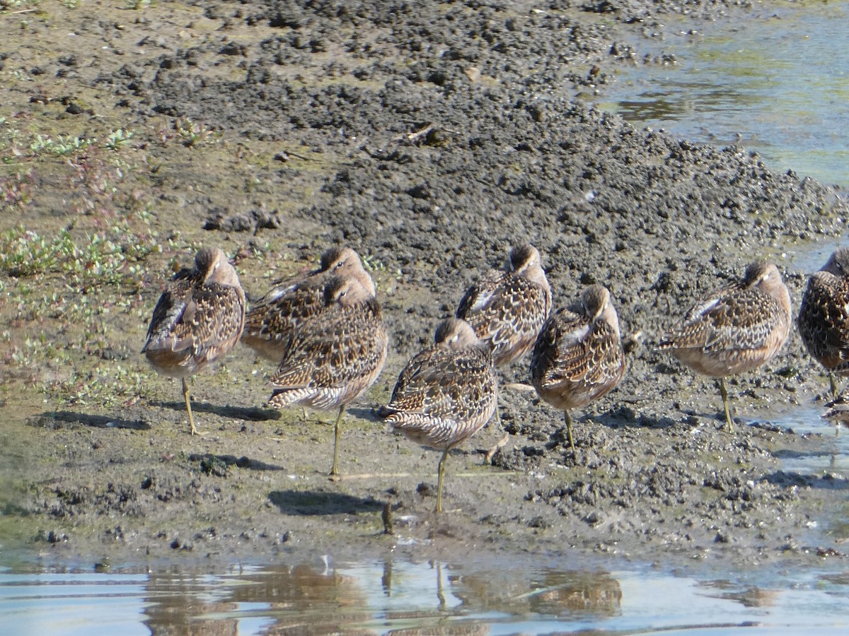 Long-billed Dowitcher - ML567260801