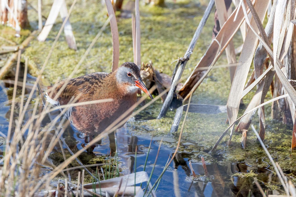 Virginia Rail (Virginia) - ML567261721