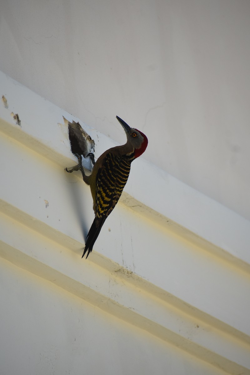 Hispaniolan Woodpecker - ML567261771