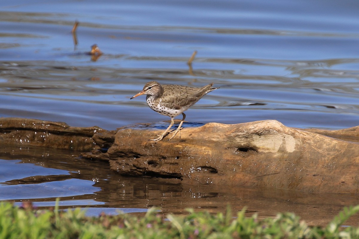 Spotted Sandpiper - ML56726201