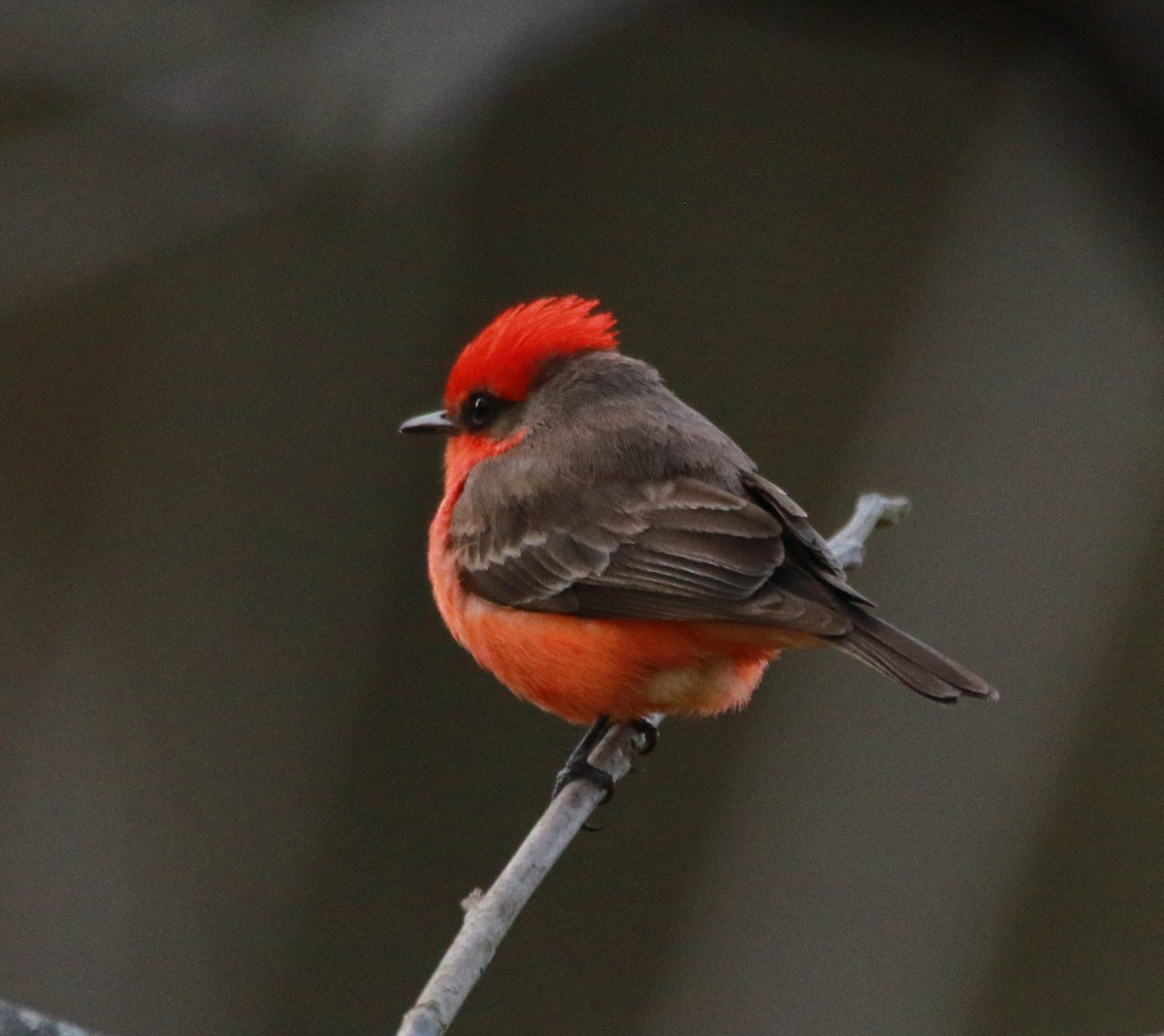 Vermilion Flycatcher - Sue Keener