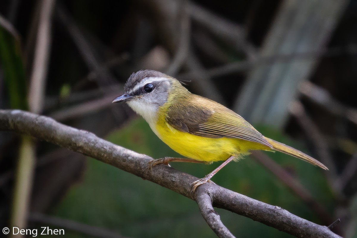 Mosquitero Cejiblanco - ML567262851