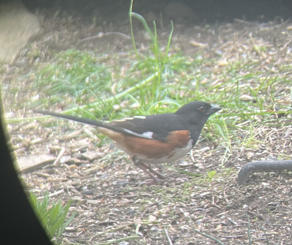 Eastern Towhee - ML567263231