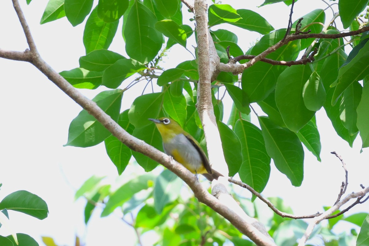 Hume's White-eye - 志民 蘇