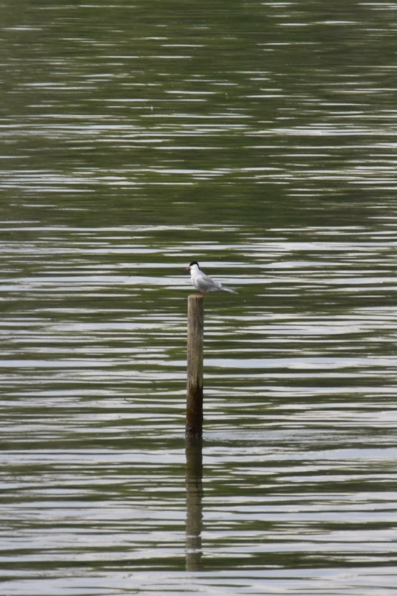 Common Tern - ML567265481