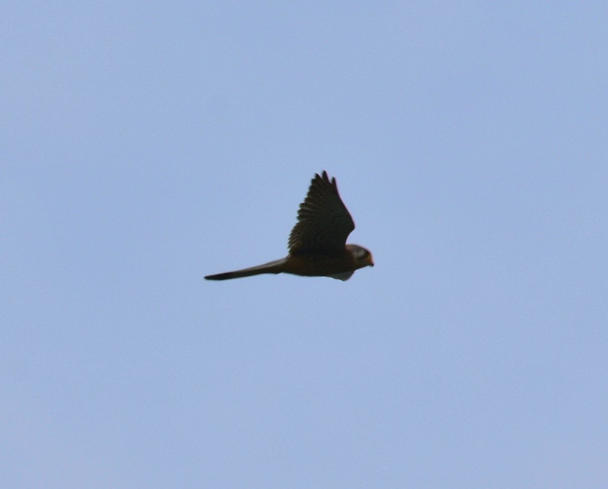 Eurasian Kestrel - ML567265601