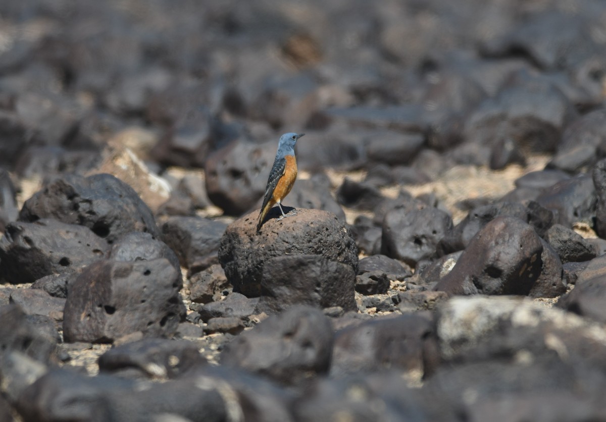 Rufous-tailed Rock-Thrush - Paul Coiffard
