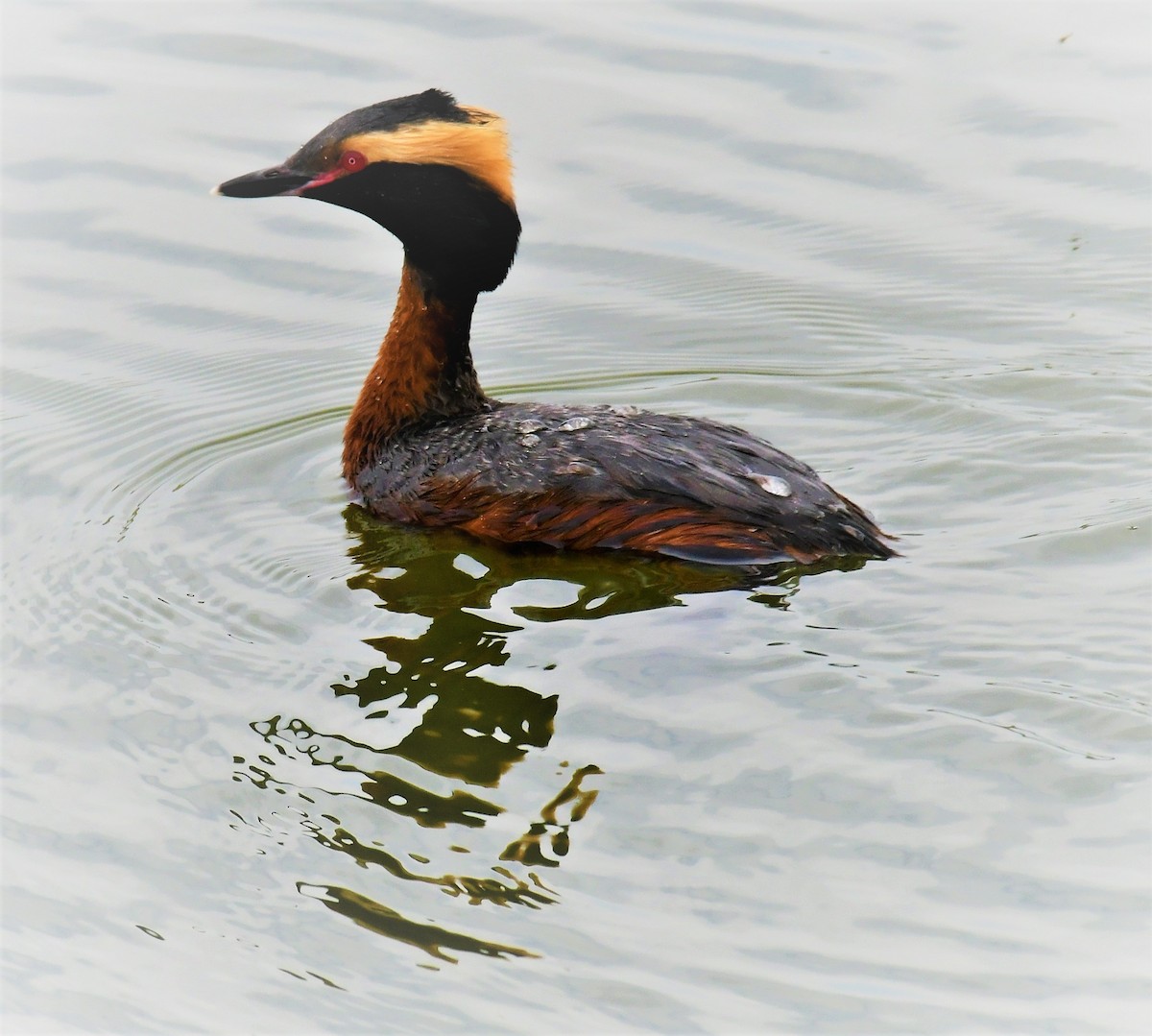 Horned Grebe - ML567266011