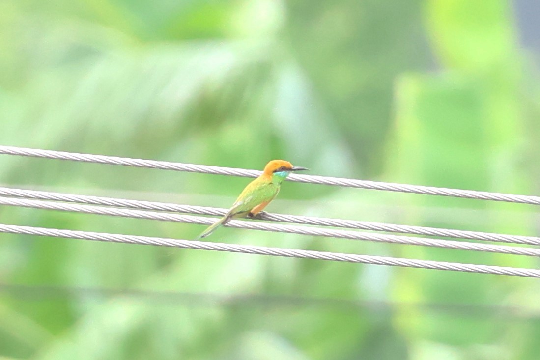Asian Green Bee-eater - ML567266051