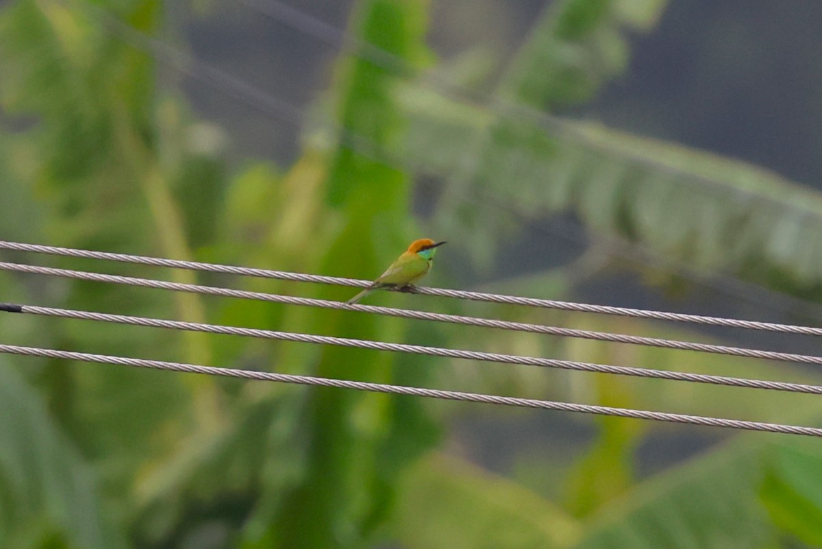 Asian Green Bee-eater - 志民 蘇