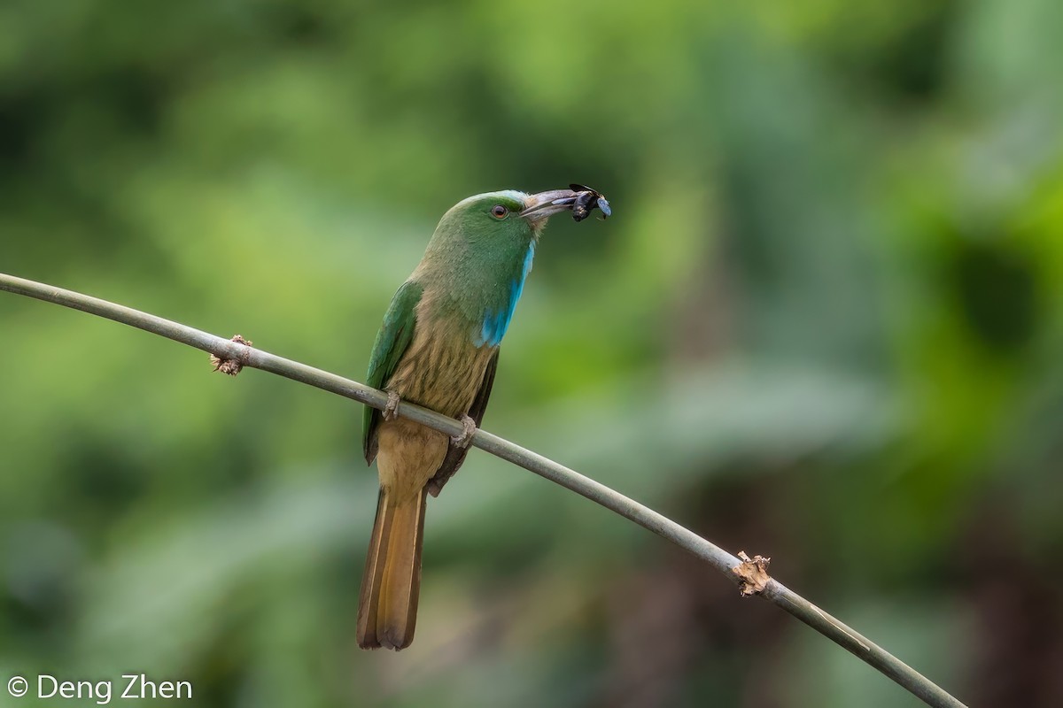 Blue-bearded Bee-eater - ML567266291