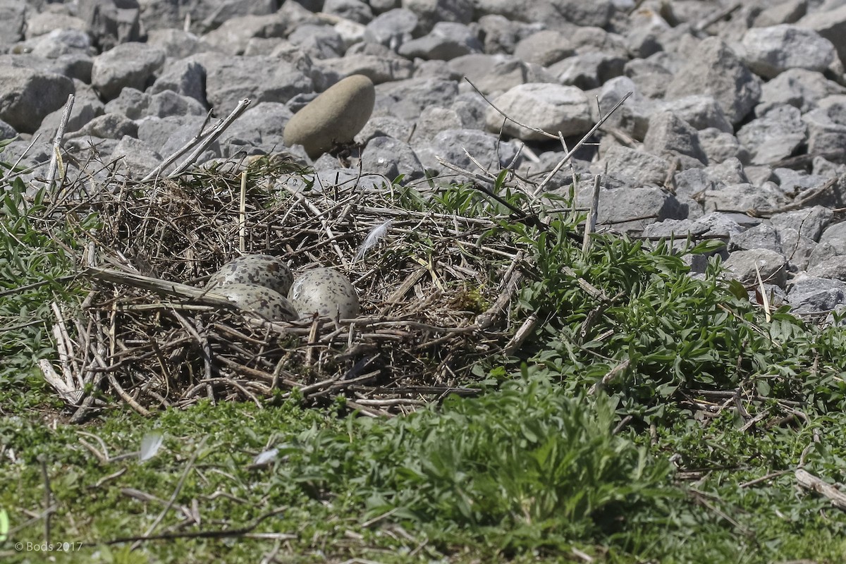 Ring-billed Gull - Greg Bodker