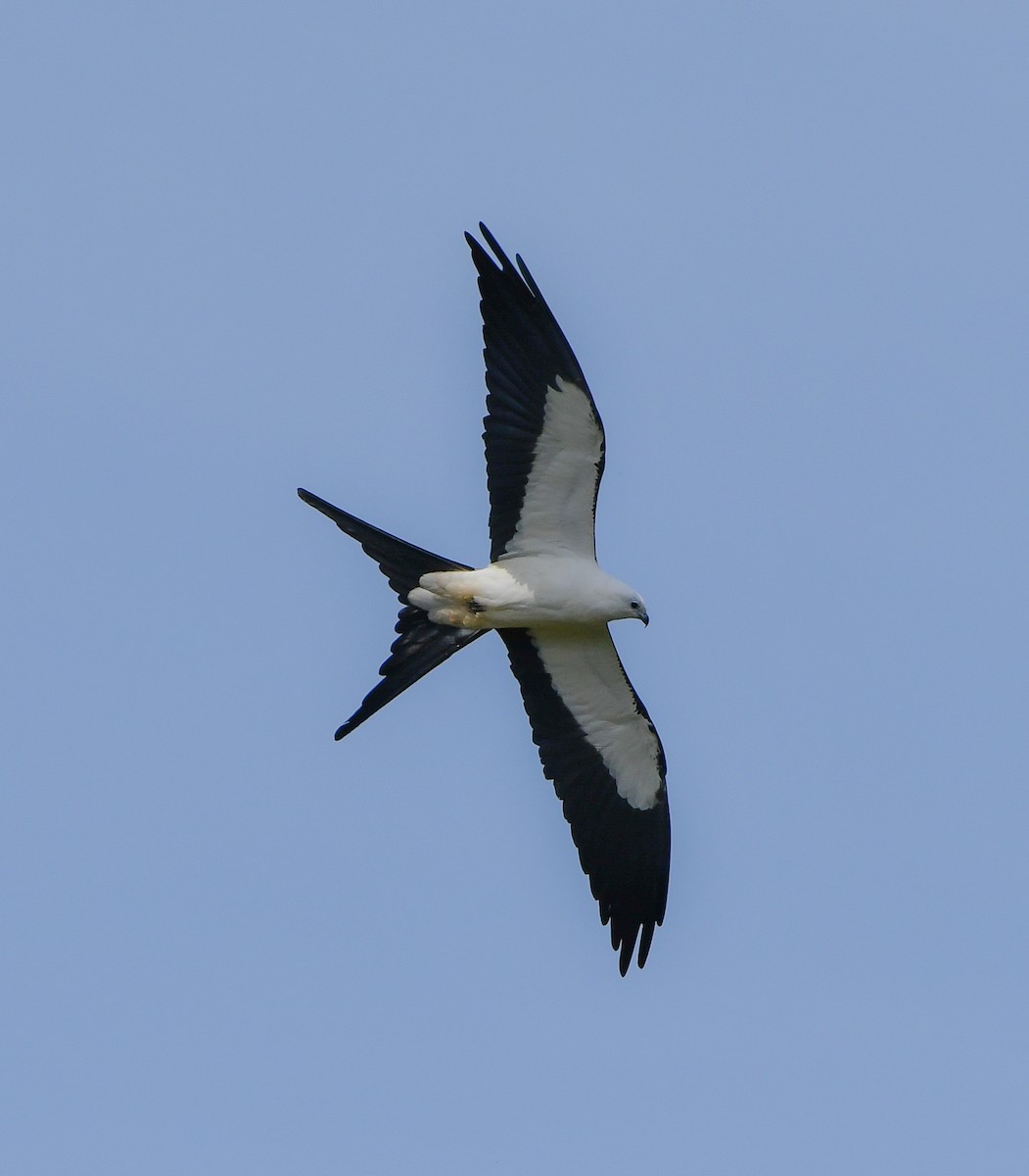 Swallow-tailed Kite - ML567267531