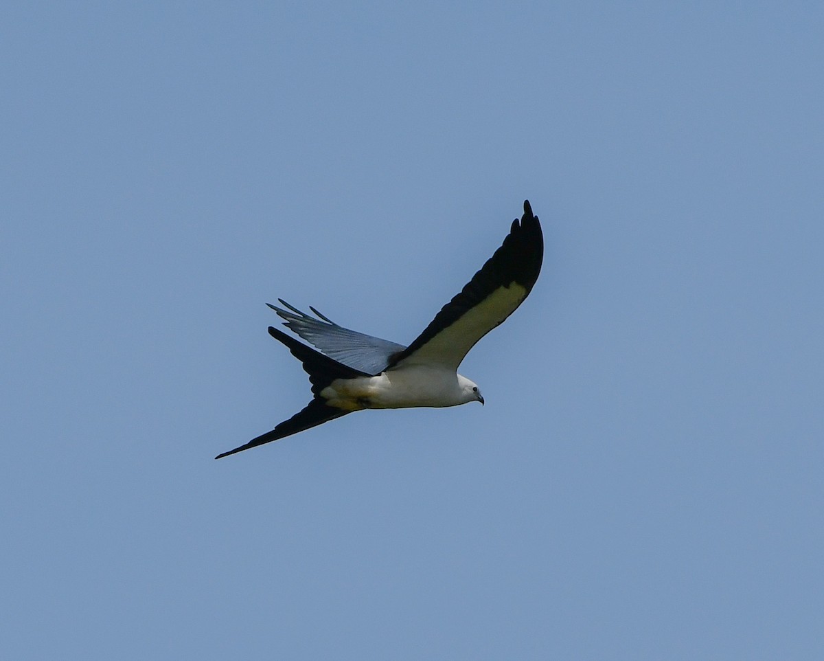 Swallow-tailed Kite - ML567267541