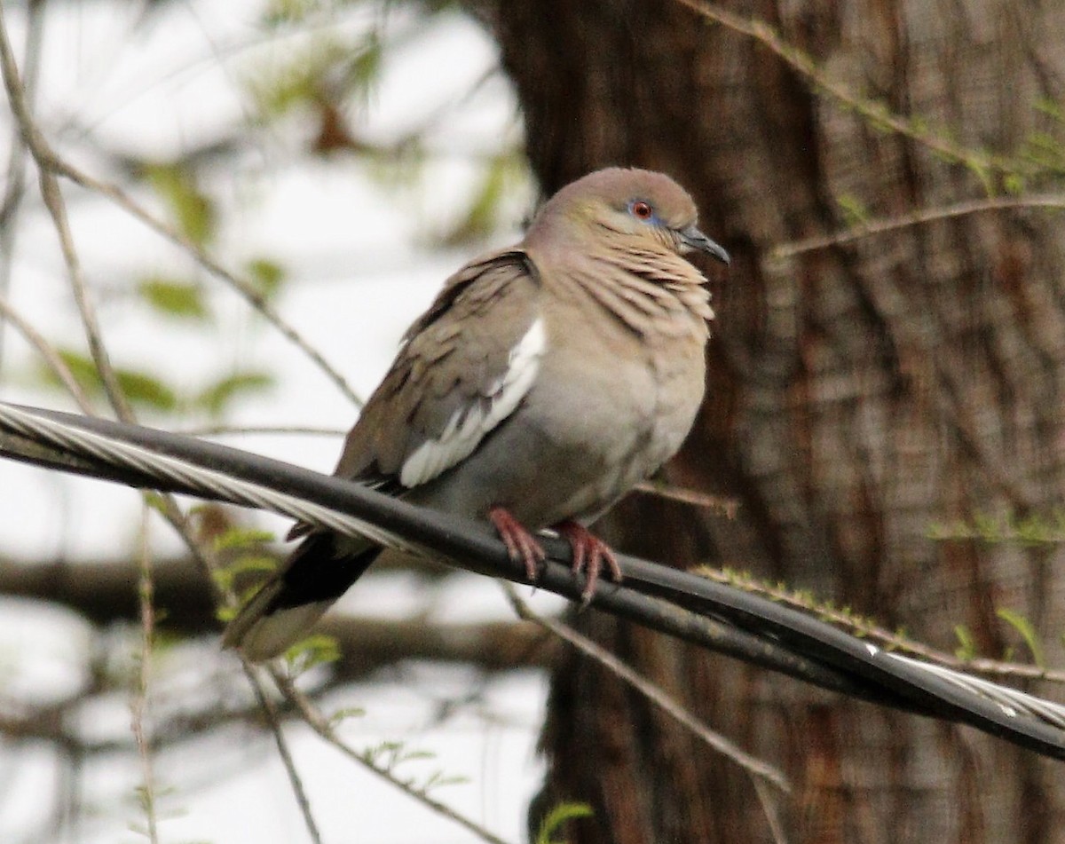 White-winged Dove - ML567268151